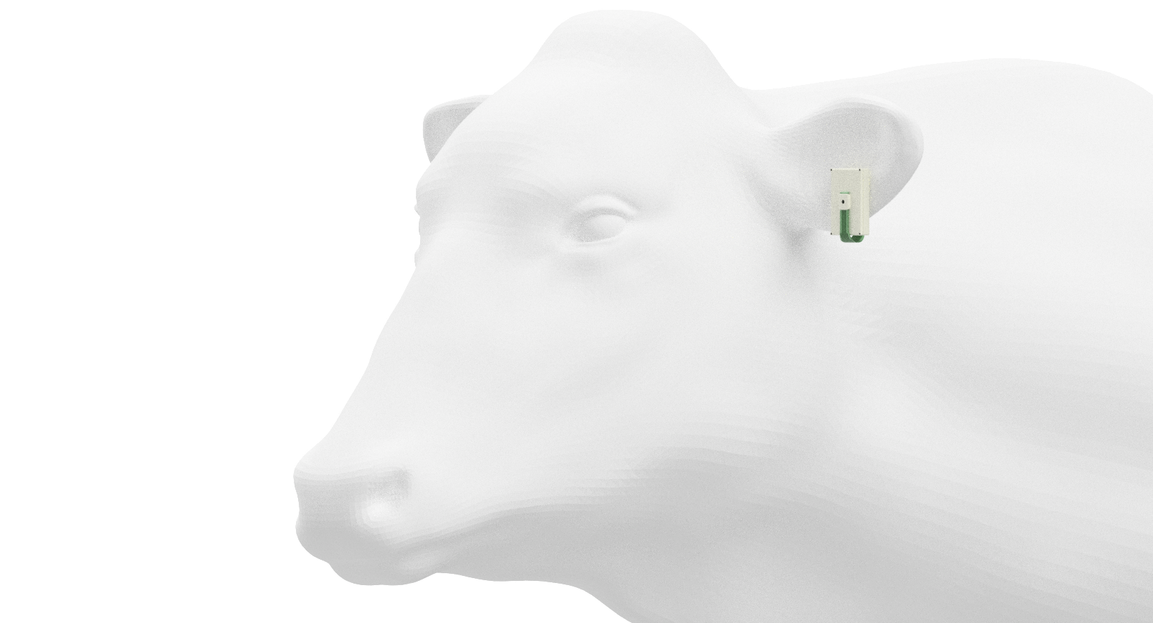 Cow with IoT sensor